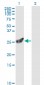 PSMA7 Antibody (monoclonal) (M01)